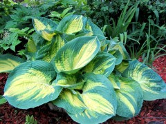 Funkia ‘Dream Weaver’ (Hosta)